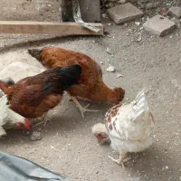 مرغ خروس فریمان
