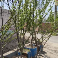 نهال هایه گلدانی پنج ساله در نهالستان سبزشریفی