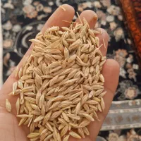 فروش جو به صورت نقدی