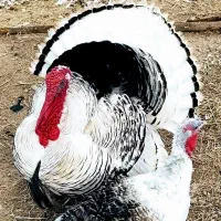 استخدام کارگر پرورشش بوقلمون