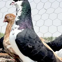 کبوتر رنگی و خارجی
