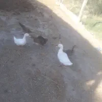 اردک