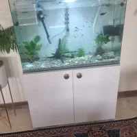 اکواریوم شیشه خم
