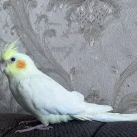 عروس هلندی