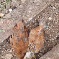 مرغ و خروس محلی