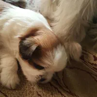 توله شیتزو فلت اصیل