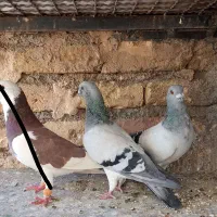 کبوتر