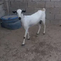 کهر فروشی