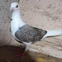 کبوتر دوبال اهوازی نر