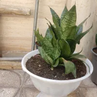گل های شاداب