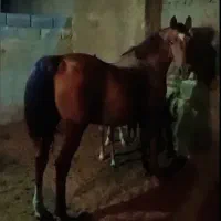 مادیون