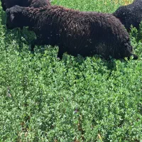 برای ماده مناسب برای قربانب