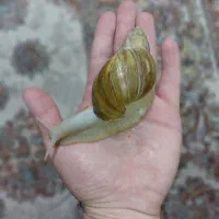 یک عدد حلزون بزرگ