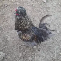خروس تزیینی