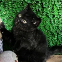 بچه گربه بریتیش