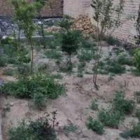 ۱۱۱|خدمات باغبانی و درختکاری|مشهد, ده دی|دیوار