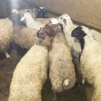بره نر|حیوانات مزرعه|دهگلان, |دیوار