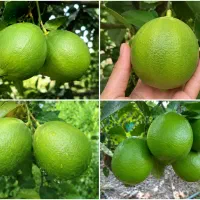 لیموترش/لیمو/بوشهر/خورموج/عمده