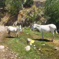 کره خر.|حیوانات مزرعه|زاوین, |دیوار