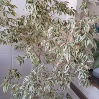 بنجامین طبیعی