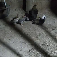 جوجه مرغ و خروس کوردی اصل