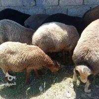 گوسفند زنده برا قربانی ،عقیقه خونی ،خدمات رایگان
