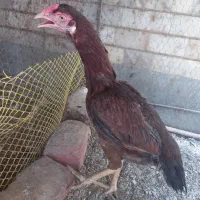 ماده مرغ اصیل