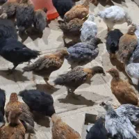 جوجه گلپایگان