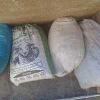 کودکفتر