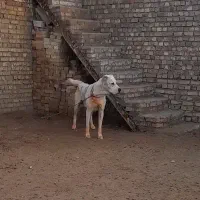سگ گله|سگ|مشهد, احمدآباد|دیوار