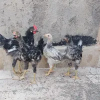 جوجه