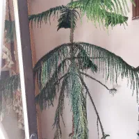 کاج مطبق