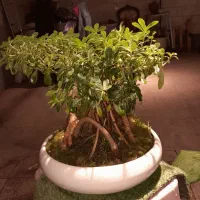 گل گیاه آپارتمانی  بنسای میخک پیسپروم
