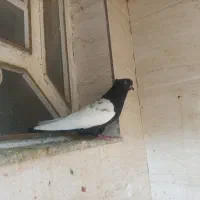 سینه سیاه ذات قدیم