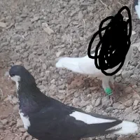 خشرنگ نر
