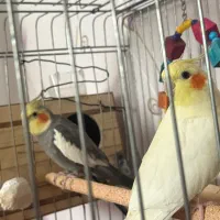 عروس هلندی جفت با قفس وسایل