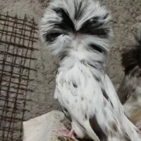 جفت جوجه شامپیون