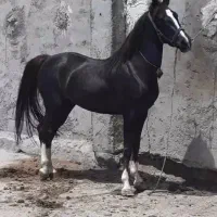 فروش مادیان کره شاهرخ بخردی