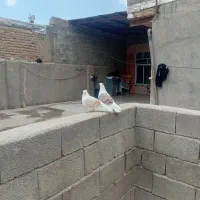 یک جفت کبوتر