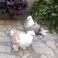 کبوتر جکسون