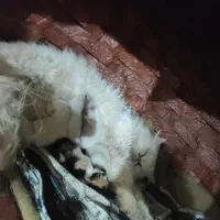 گربه پرشین به همراه بچه هاش