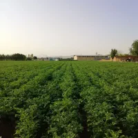 بذر سیب زمینی
