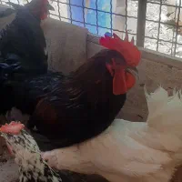 خروس چهل تاج سرحال