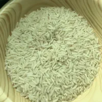 برنج کشت دوم