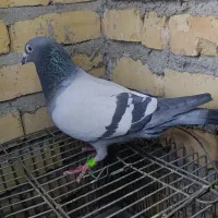 نرمسافتی کیلومتری بازرگان نشسته