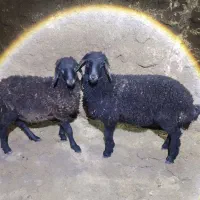 2راس بره نر