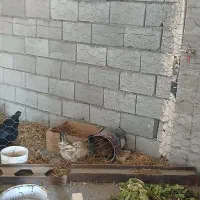 مرغ و خروس