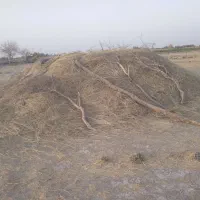 کاه جو