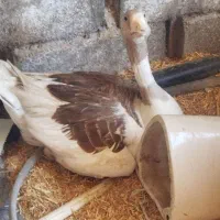 فروش مرغ و غاز کرک