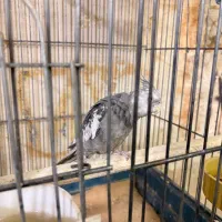 عروس هلندی نر